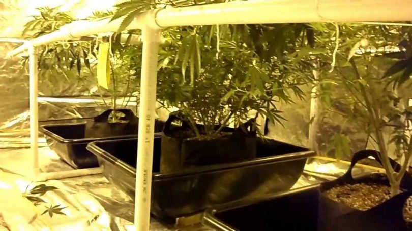 Grow tent with LED lights